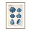 CM CREATION Tableau Planche mollusque 50 x 70 cm