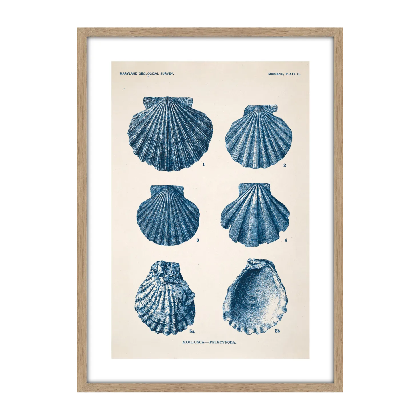 CM CREATION Tableau Planche mollusque 50 x 70 cm