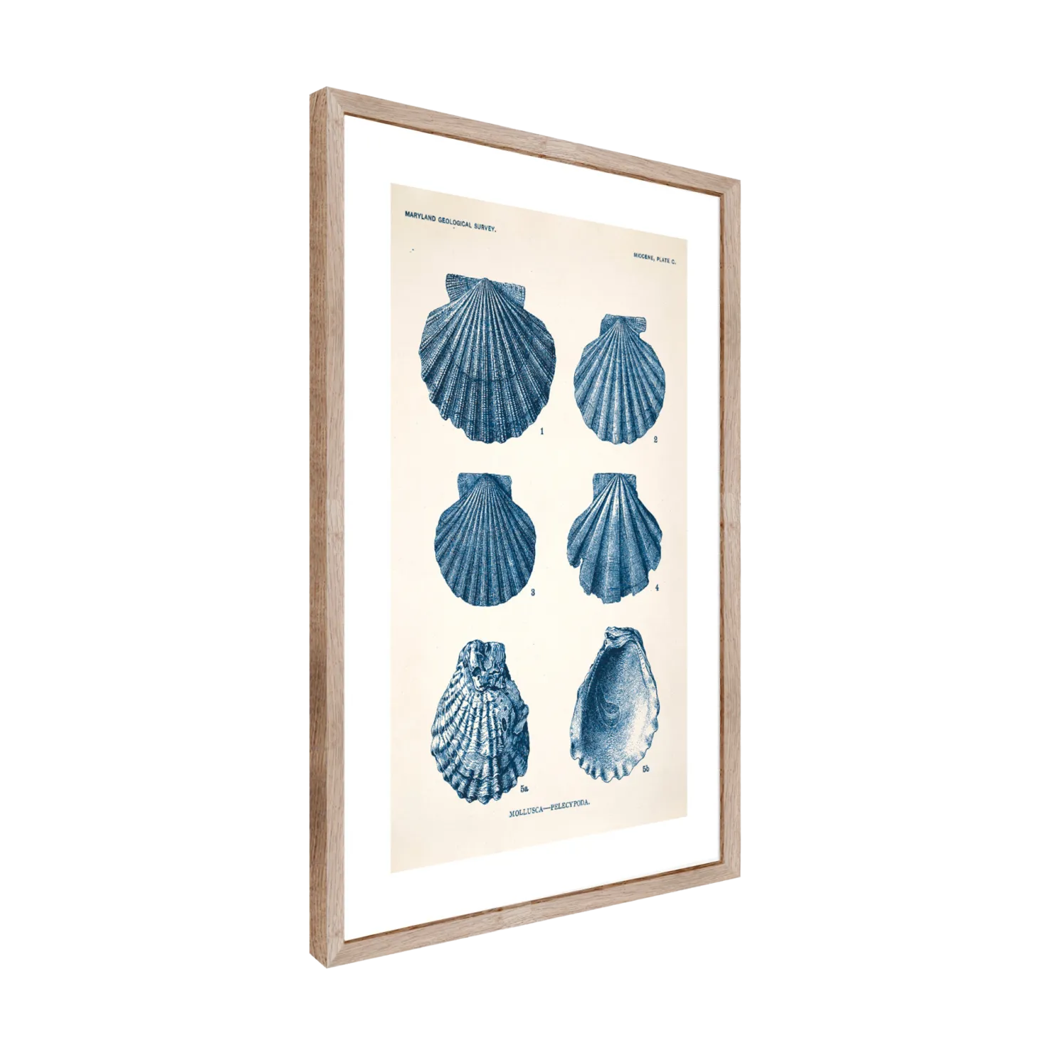 CM CREATION Tableau Planche mollusque 50 x 70 cm