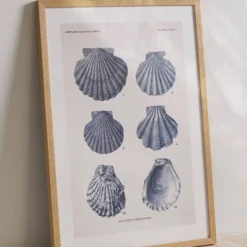 CM CREATION Tableau Planche mollusque 50 x 70 cm