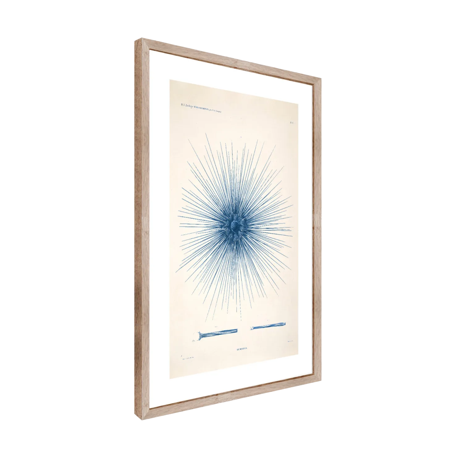 CM CREATION Tableau Planche oursin 50 x 70 cm