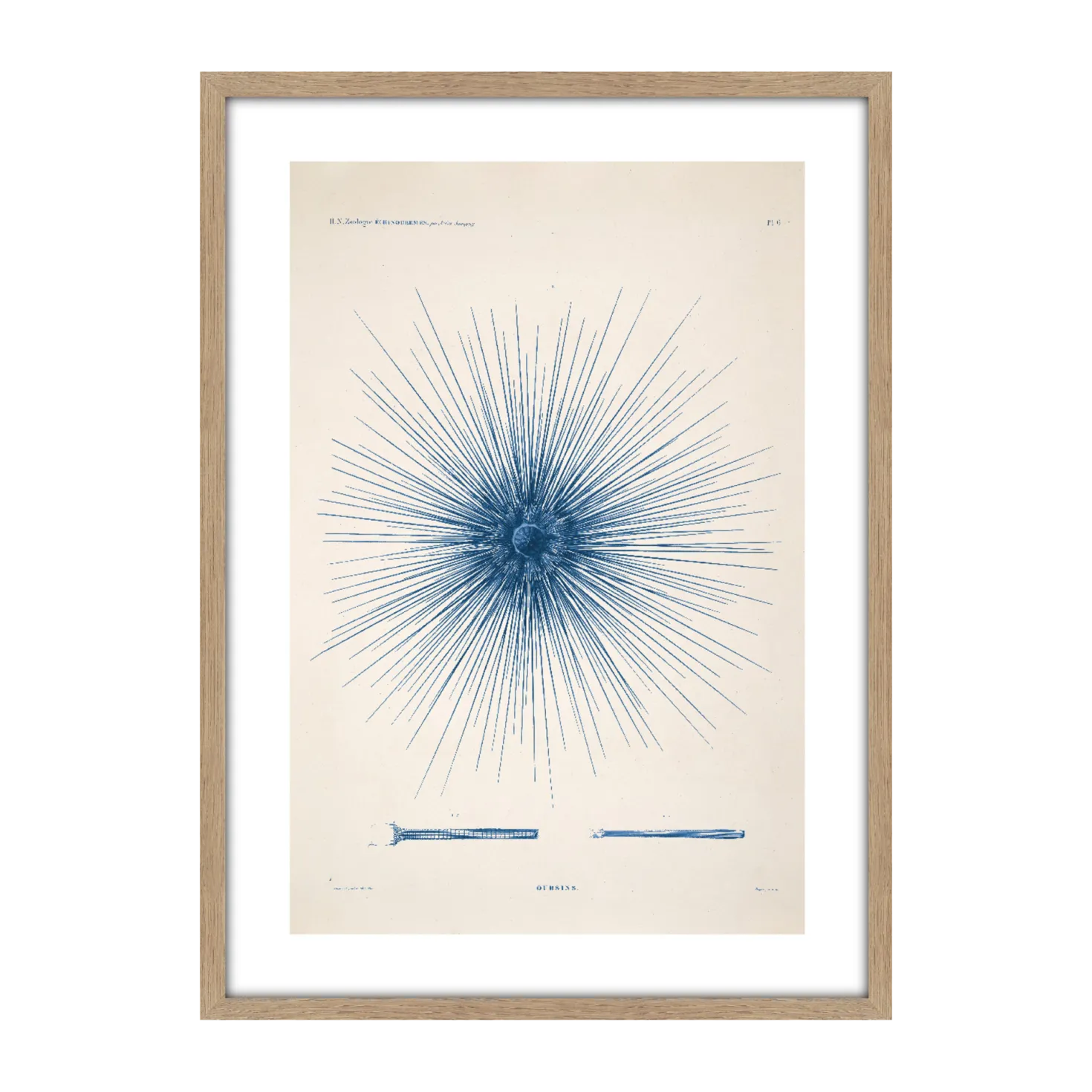 CM CREATION Tableau Planche oursin 50 x 70 cm