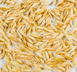 MILLE OREILLERS Oreiller ferme petit épeautre biologique