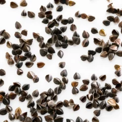 MILLE OREILLERS Oreiller ferme en sarrasin biologique