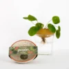 PEPIN Bobèche Plantes - Blanc grainé