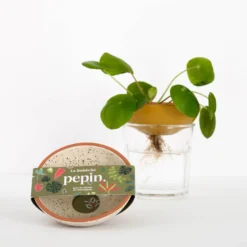 PEPIN Bobèche Plantes - Blanc grainé