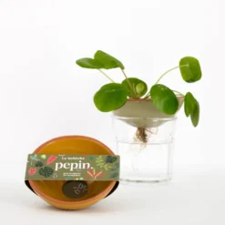 PEPIN Bobèche Plantes - Jaune moutarde