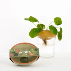 PEPIN Bobèche Plantes - Vert sauge