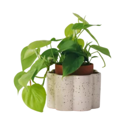 PEPIN Pot autonome Paulita - Blanc grainé